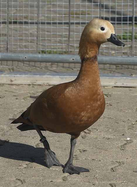 以及對德尼